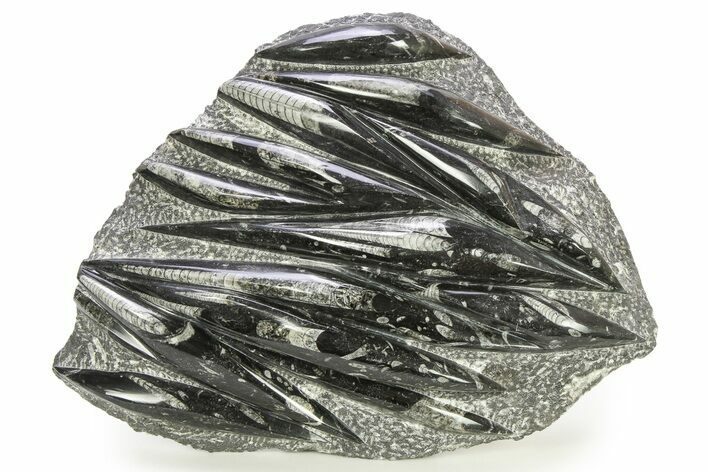 Polished Fossil Orthoceras (Cephalopod) Plate - Morocco #287053